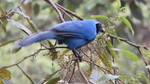 Turquoise Jay, Bellavista Cloudforest Lodge