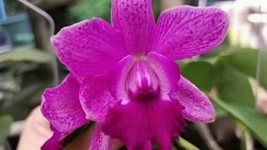 Cattleya Thospol Spot x Secret Love