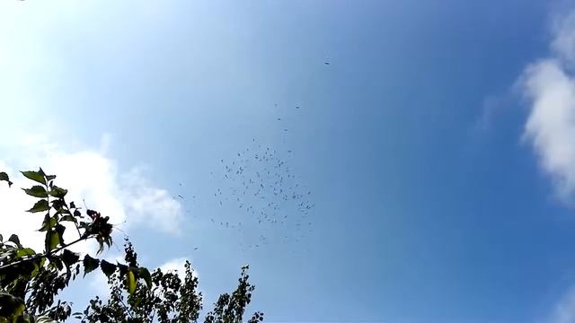 АИСТЫ. 18 августа 2015 г. смотреть онлайн