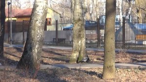 Дрозды атакуют ворону