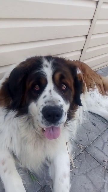 Московская сторожевая собака. Пёс удивлён происходящим. #московскаясторожевая #милаясобака #собака смотреть онлайн