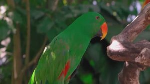 Попугаи Карибских островов #путешествия #природа #отдых