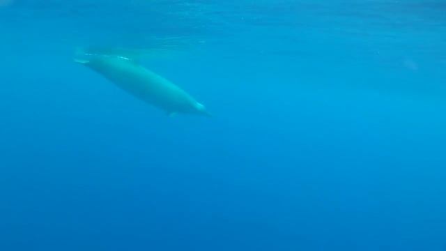 True fucking whales смотреть онлайн