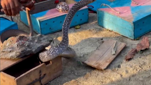 doyel agro। গ্রাম বাংলার বাজারে সাপ ও ভেজির খেলা। Snakes and badgers Fighting! смотреть онлайн