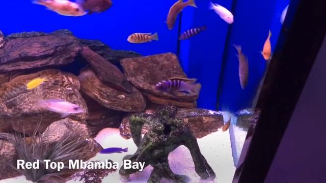 Malawi Mbuna Tank (125 Gallon) смотреть онлайн