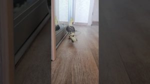 Ох уж этот топот по полу😄