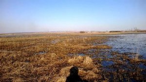 Подсадная утка, работает.