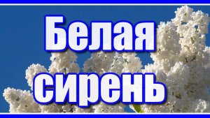 "Белая сирень" Красивая и душевная песня о любви. Послушайте!