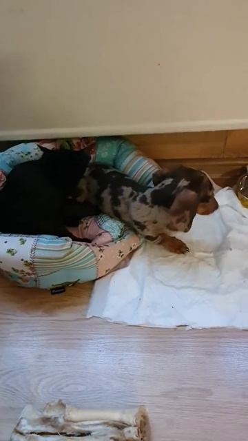 Такая странная любовь. Жить как кошка собакой. Милота. Такие разные, но все-таки мы вместе смотреть онлайн