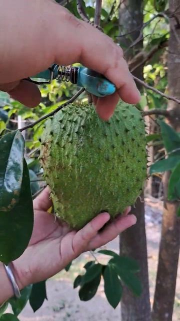 Guyabano (annona muricata) #trending #fruit #planting #fresh#harvest