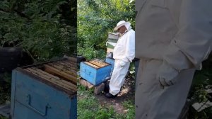 Один день из жизни пчеловода