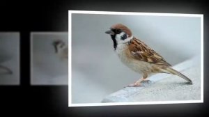 Зимующие птицы  Детям про птиц зимой