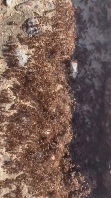 Құмырсқадан қалай құтылса болады??? Как можно избавиться от муравьев в частном доме? смотреть онлайн