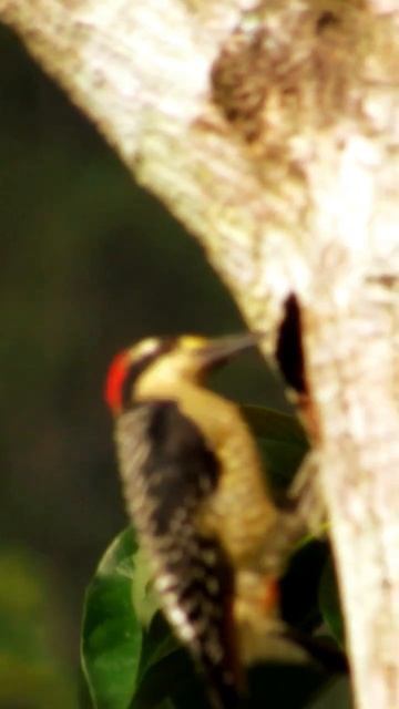 (Melanerpes pucherani), carpintero, especies no sorprendentes. #nature смотреть онлайн