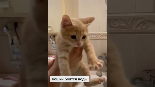 Смешные кошки (часть 5) смотреть онлайн
