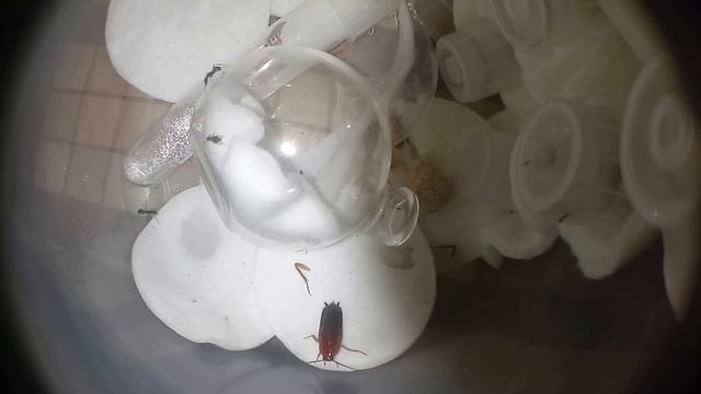 C. parius - охота на шелфорделлу смотреть онлайн