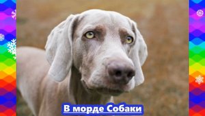 Божественная пропорция, число 0, 618034...