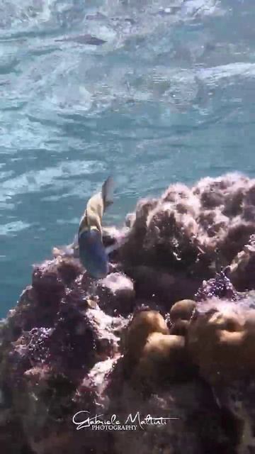 #seychelles #seychellesisland #snorkeling #fish #shortsvideo #shorts #short #shortvideo #beach смотреть онлайн