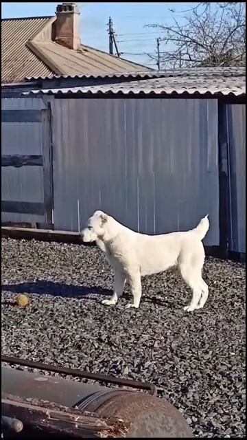 Выпускница ТИМЕРТАШ ФОРТУНИКА (Ростов на Дону) 6 месДочь АРЬИ и МАЙБАХА Спасибо владельцам за видео смотреть онлайн