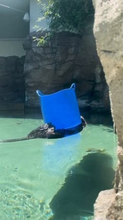 Sea otter Mishka napping and her bucket  🦦 #seaotter #aquarium #shorts