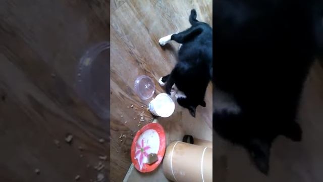 Кошка ест лапами смотреть онлайн