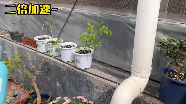 【养花实战教学】雨后如何预防病害？如何正确喷施杀菌药？盆景六月雪入盆教学 Hands-on video of spraying fungicide and repotting Snowrose. смотреть онлайн