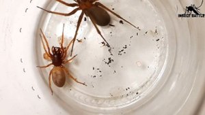 Araña Violinista VS Araña Dysdera Crocata