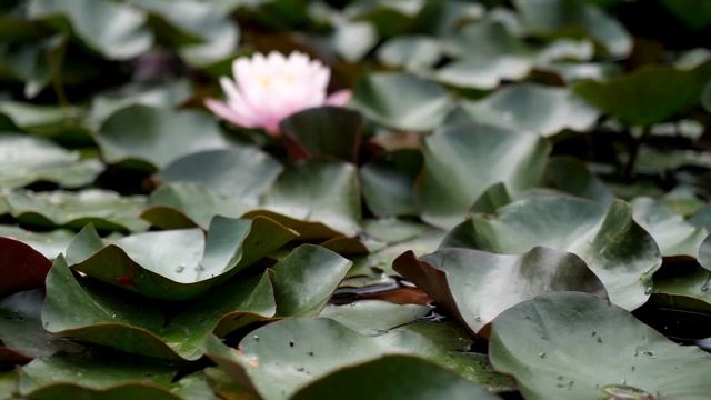 Крым Отличная прогулка в парке динозавров Zhiyun Crane 3 Lab 4K смотреть онлайн