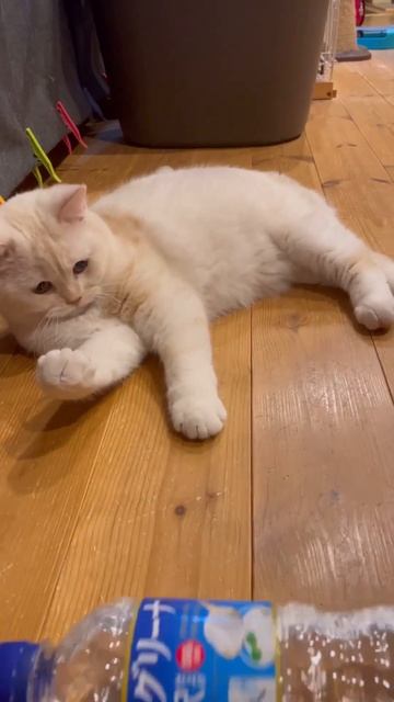 cat bottle challenge смотреть онлайн