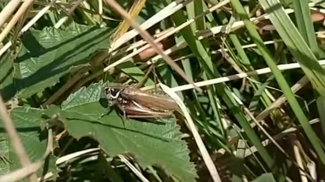 Roesel's Bush Cricket slo-mo смотреть онлайн