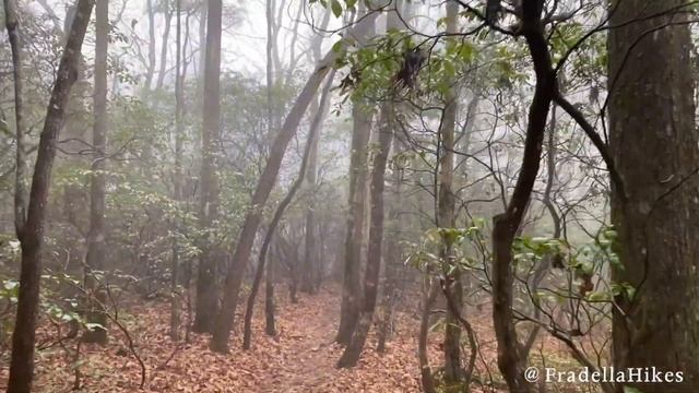 Len Foote Hike Inn Hiking Trail - The 5 Mile Hike to the Hike Inn - Amicalola Falls State Park смотреть онлайн