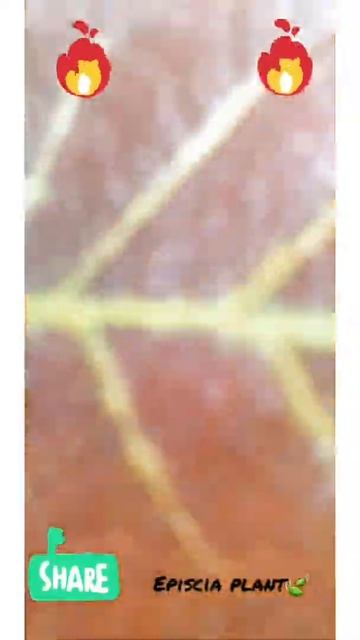 episcia plant🌿 #plants #flowers #shorts #episcia смотреть онлайн