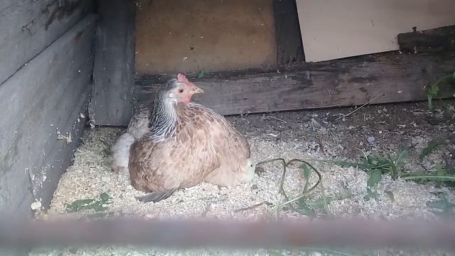 22.06.2020 огурцы не растут. смотреть онлайн