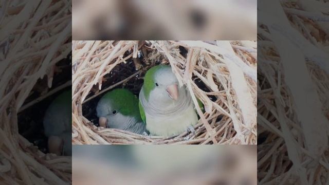 Birds On A Nest #shorts смотреть онлайн