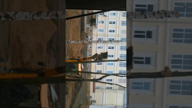 Спасение кота бригадира)))