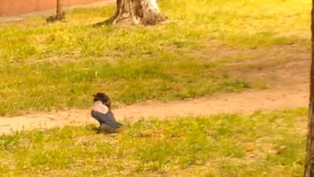 Наглая ворона смотреть онлайн