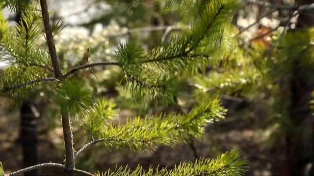 Весенняя медитация. Пробуждение природы 6 апреля 2023г. Фотограф Николай Кулагин.