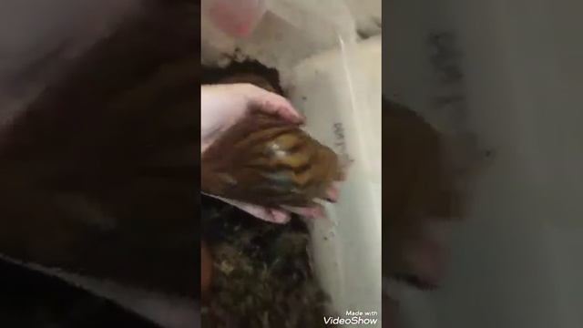 Тигры накидали пробных яиц, они в продаже смотреть онлайн