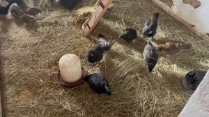 мини ферма рабочие будни & mini farm working days