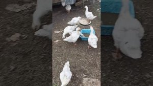 Салммонеллëз у гусят// #болезнь#гусь #птицы #деревенскаяжизнь