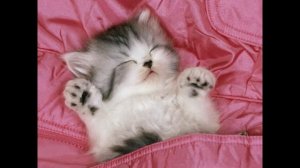 самые милые котята в мире