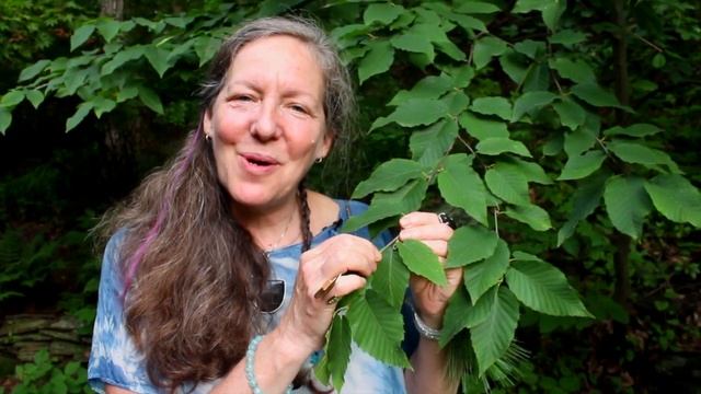 Plant Medicine Series: Black Birch смотреть онлайн