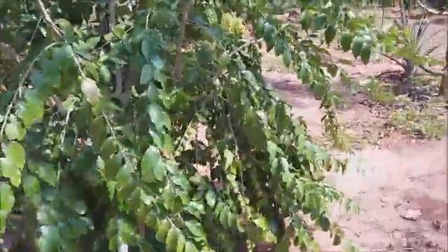 DOVYALIS DOCE - VIDEO 1 🍒🍒🍒 смотреть онлайн