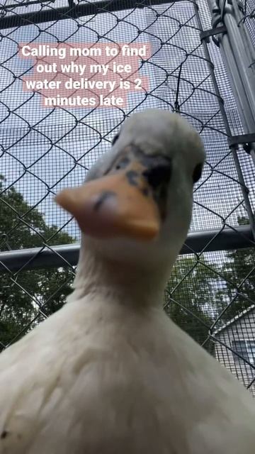 We must get to the bottom of this. #shorts #ducks #phonecall смотреть онлайн
