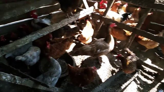 голуби и куры. смотреть онлайн