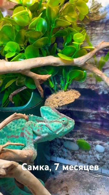 Здоровый и красивый Йеменский Хамелеон, самка, 7 месяцев смотреть онлайн