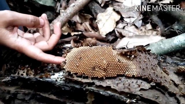 EKSPEDISI APIS TRIGONA... KLANCENG... part 4/6 смотреть онлайн