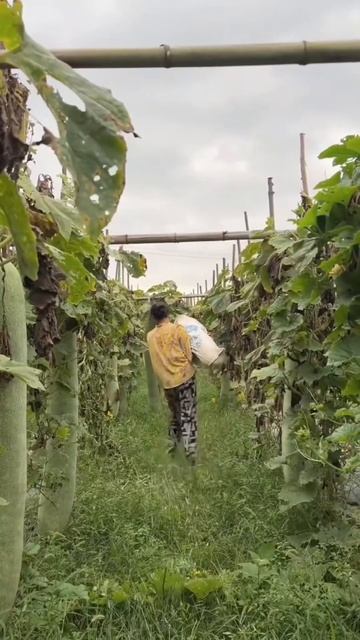 The Most Unbelievable Fruits on Earth" #short #shorts смотреть онлайн