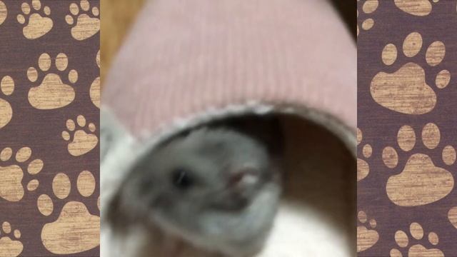 【СМЕШНАЯ ОЗВУЧКА】СМЕШНОЙ ХОМЯЧОК! Сёма смешной домашний ХОМЯЧОК ДЖУНГАРИК!