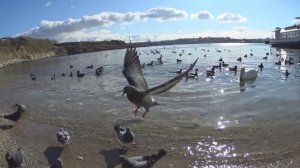 УДИВИТЕЛЬНАЯ ВСТРЕЧА .